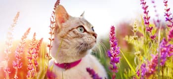 Imagen de Test de esencias florales