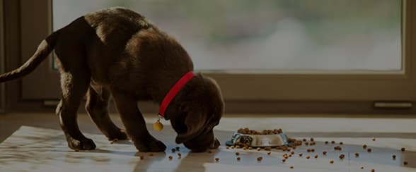 Hill’s Pet Nutrition y Gabrica premiaron el conocimiento clínico en VetCrea durante el Congreso de Nutrición Avanzada en Perros y Gatos