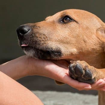 Imagen de ¿Pensando en adoptar un perro o un gato en navidad? ¡Hazlo responsablemente!
