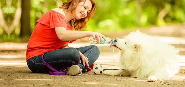 ¿Dónde comprar alimento para perros en Colombia? Aquí te lo contamos