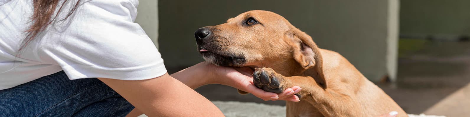 Imagen de ¿Pensando en adoptar un perro o un gato en navidad? ¡Hazlo responsablemente!