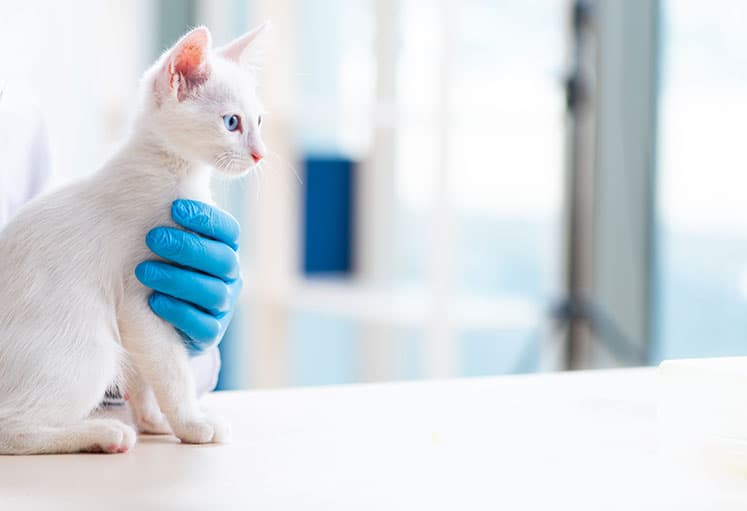 Imagen de Otros usos de la dieta Hill’s Prescription Diet k/d en gatos