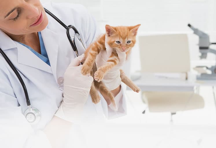 Imagen de Novedoso tratamiento nutricional en la Lipidosis Hepática Felina
