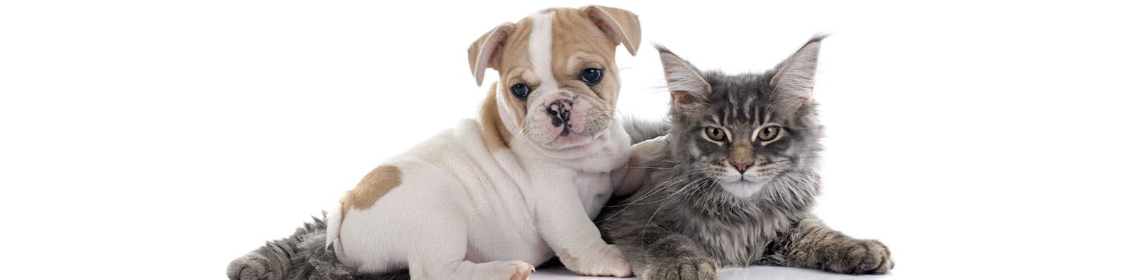 Imagen de El uso de Organew Pet Pasta en la dieta de perros y gatos