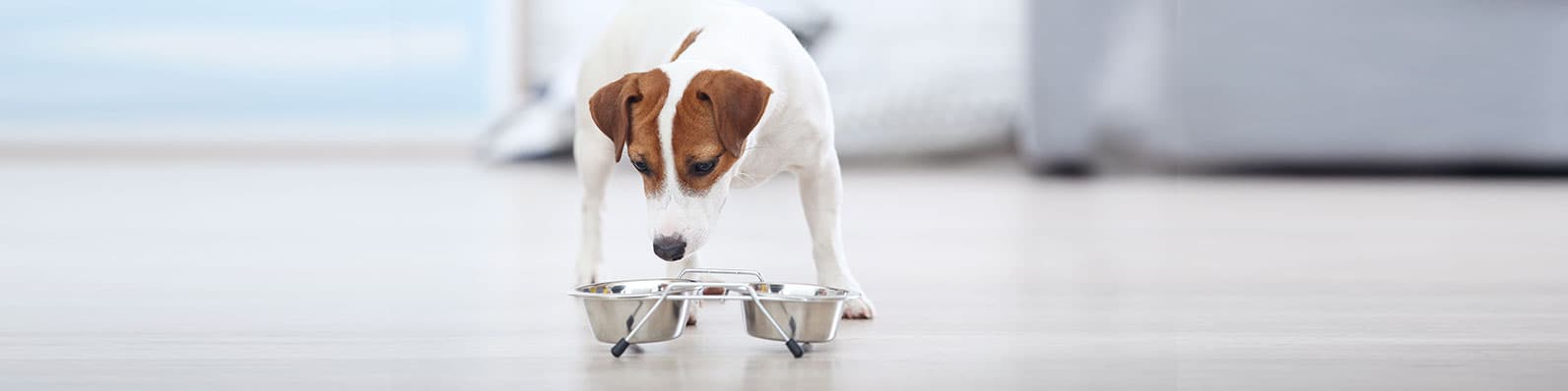 Imagen de Nutrición y estimulación del apetito en mascotas en estado crítico
