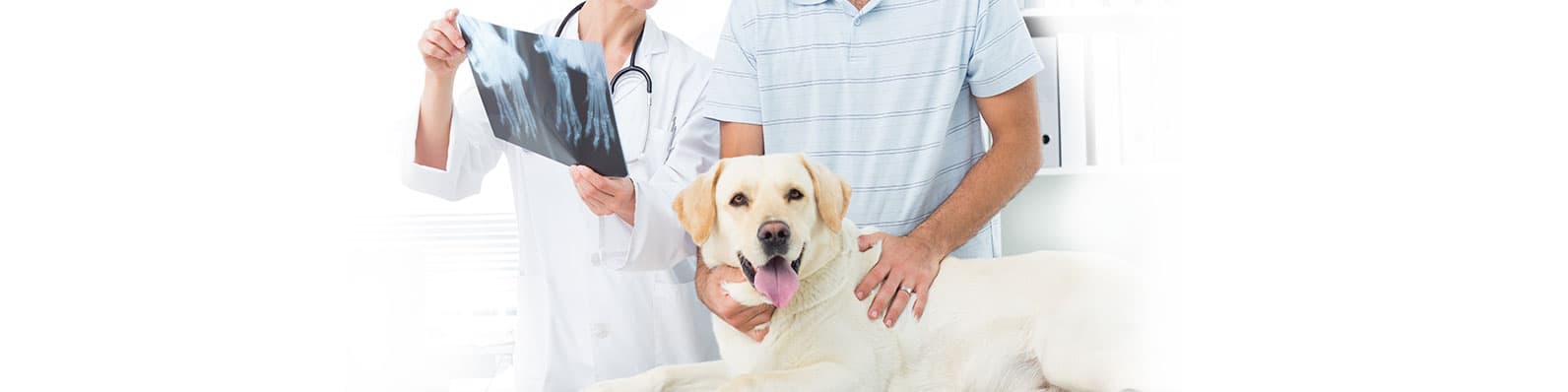 Imagen de Terapia de apoyo en el tratamiento de Erlichiosis en perros y gatos