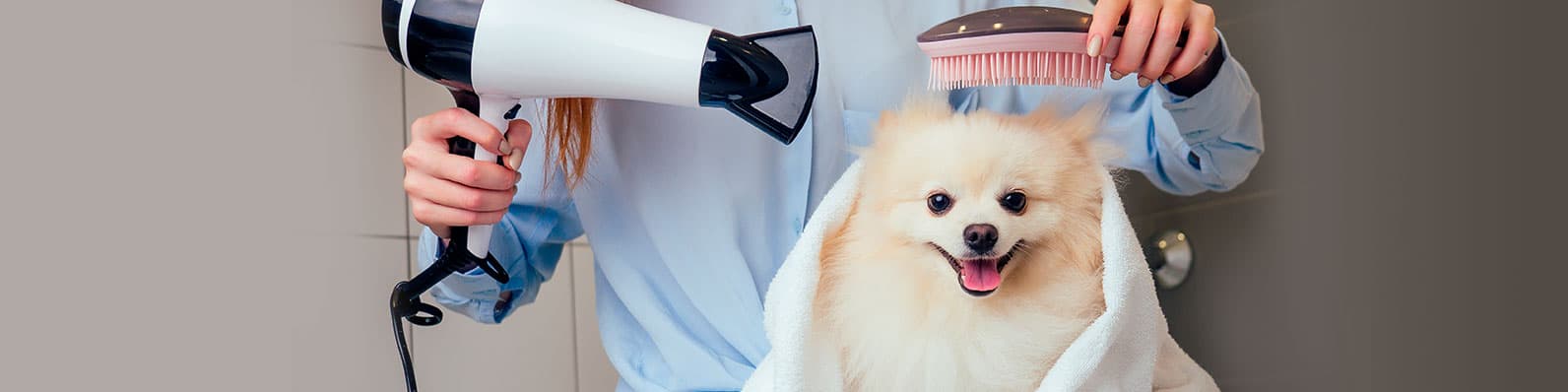 Imagen de ¿Qué se necesita para abrir una peluquería canina en Colombia?
