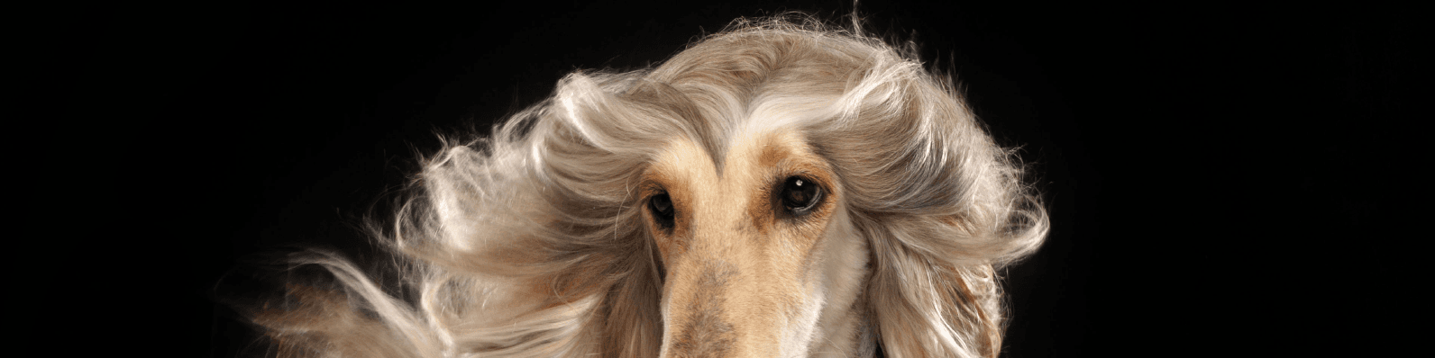 Imagen de 8 Secretos de aseo de expertos en perros de exposición
