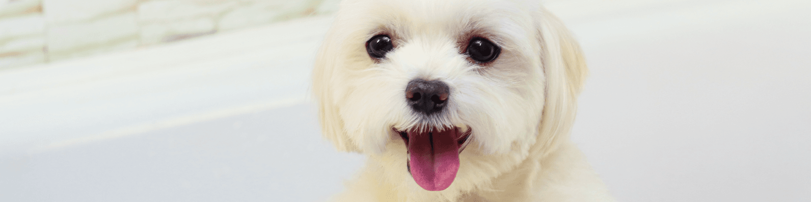Imagen de Cómo mantener la calma de un perro en un pet grooming