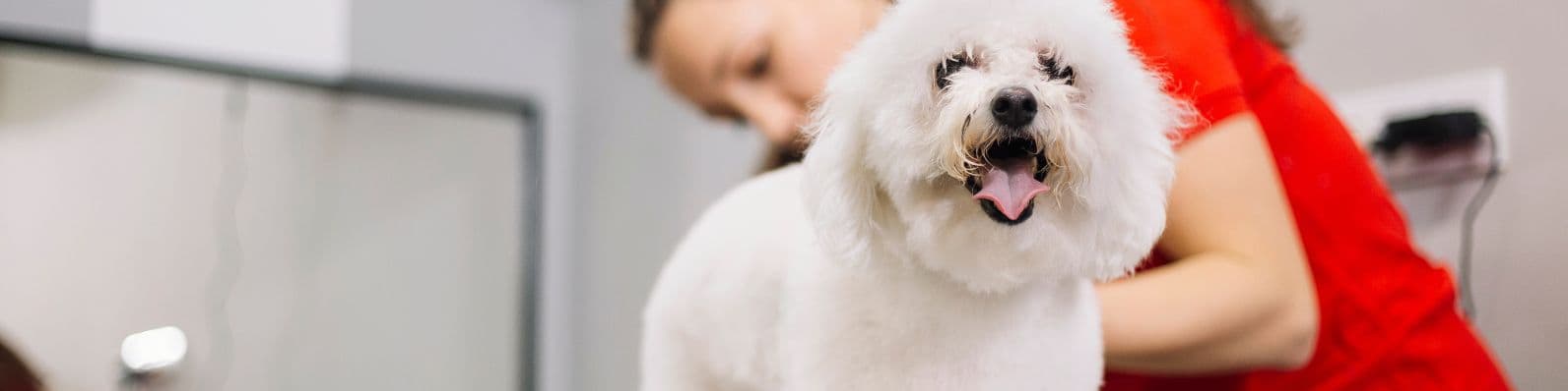 Imagen de Tendencias Pet Grooming para el 2023