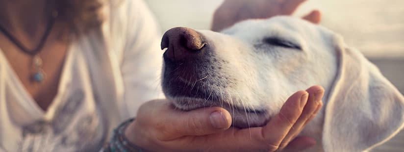 Imagen de Complejos Homeopáticos para mascotas