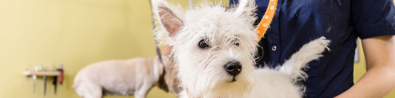 Imagen de Competencia de peluquería canina: ¿Qué se necesita?