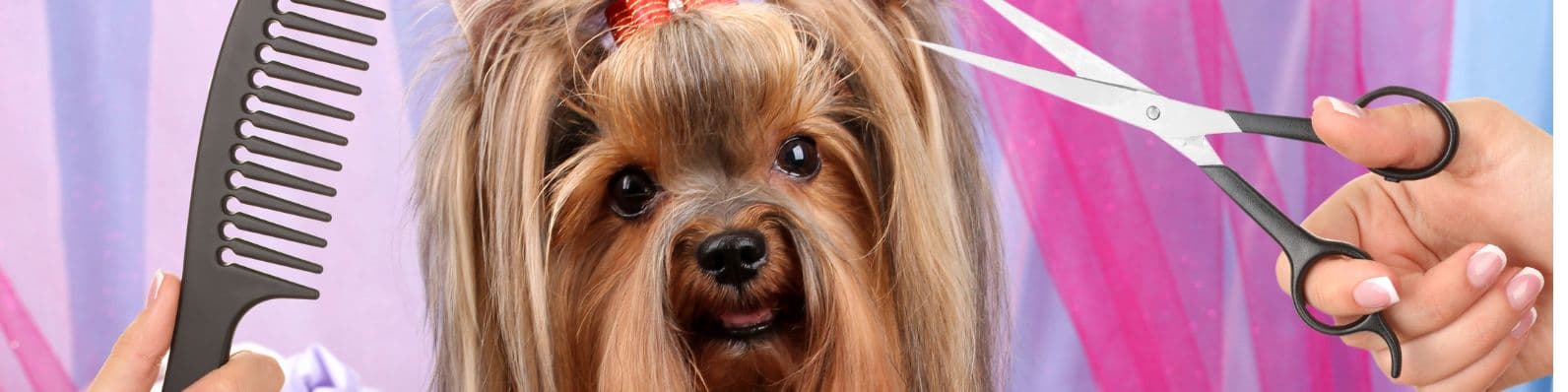 Imagen de Cosmetología en Pet Grooming