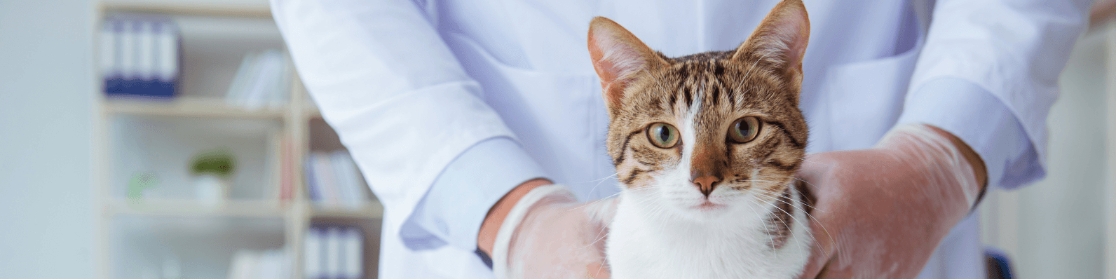 Imagen de Calicivirus felino: un virus ARN altamente contagioso