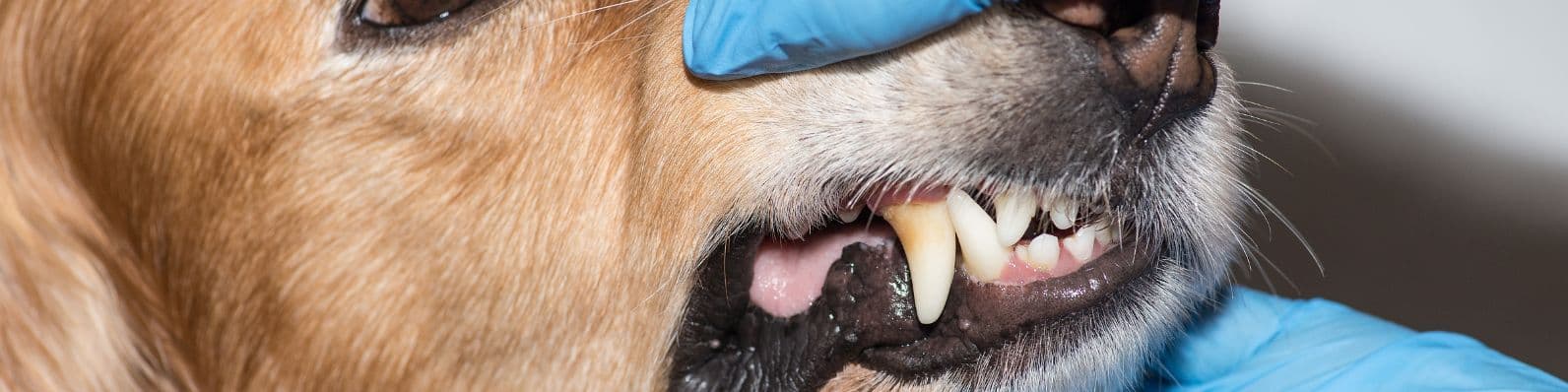Imagen de Enfermedad periodontal en mascotas: Prevención y tratamiento