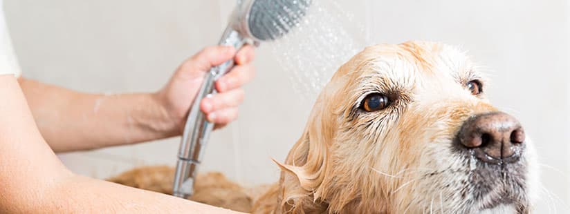 Imagen de Mitos y verdades sobre la dilución en el shampoo para perros