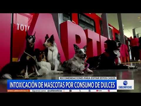 Cuidado: el consumo de dulces puede poner en peligro la vida de tu mascota