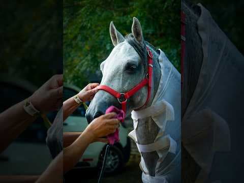 El spa equino de Gabrica llegó a la Feria de Manizales para el cuidado del caballo