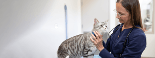 Veterinaria sosteniendo un gato