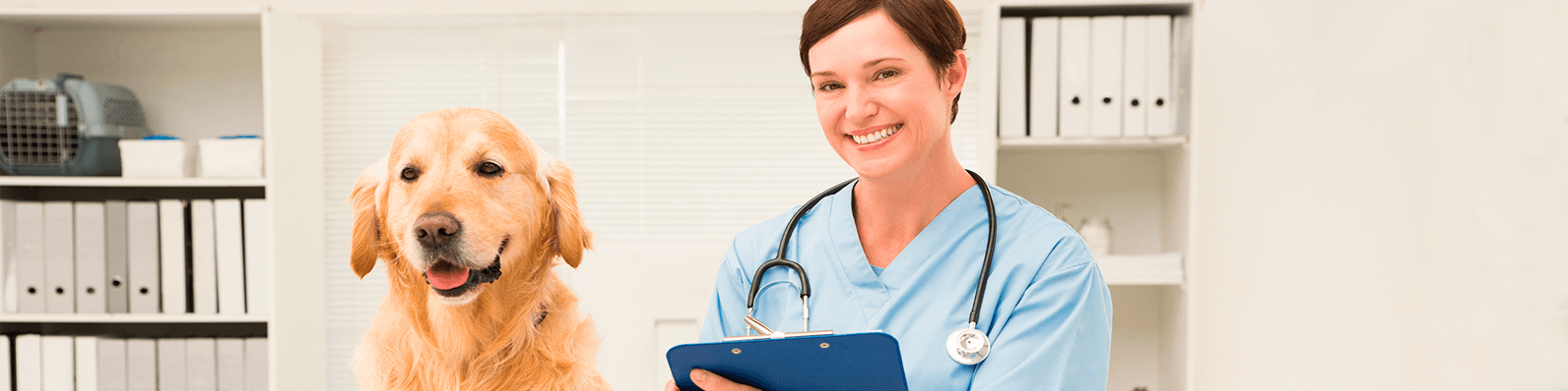 Imagen de Conozca la Zona MV: La plataforma exclusiva para Médicos Veterinarios