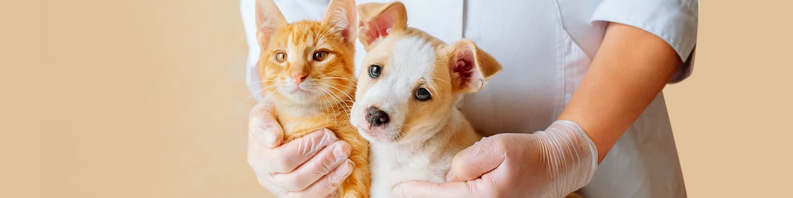 Imagen de Gastroenteritis en caninos y felinos: Conozca el manejo