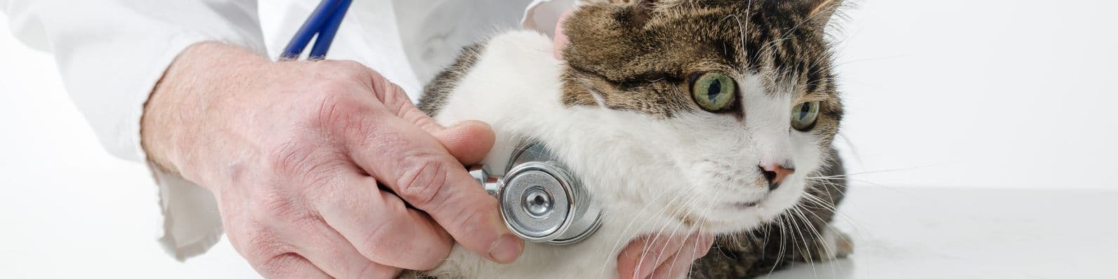 Imagen de Asma felino: diagnóstico y tratamiento