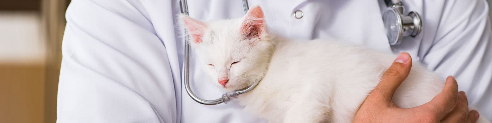 Imagen de Panleucopenia felina: Diagnóstico y tratamiento