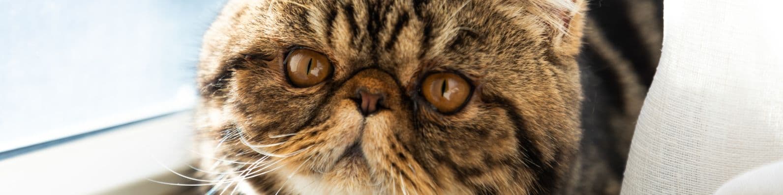 Imagen de Enfermedad poliquística renal en gatos: ¿Por qué puede afectar a la raza Persa?