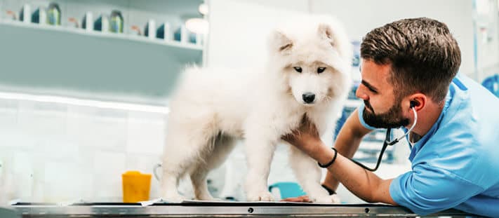 Imagen de Hepatopatías en caninos: un enfoque integral