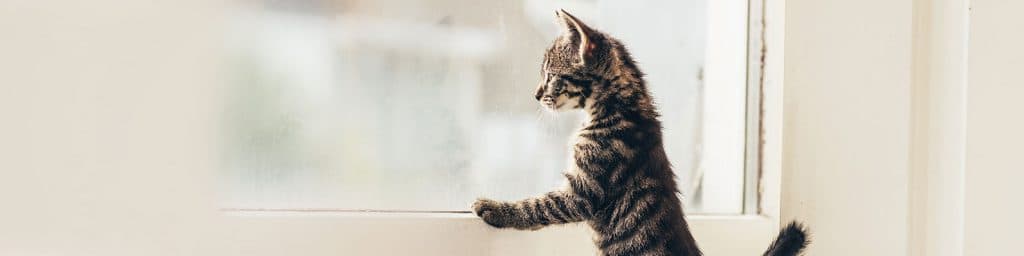 Imagen de Guía de abastecimiento para mascotas durante el aislamiento