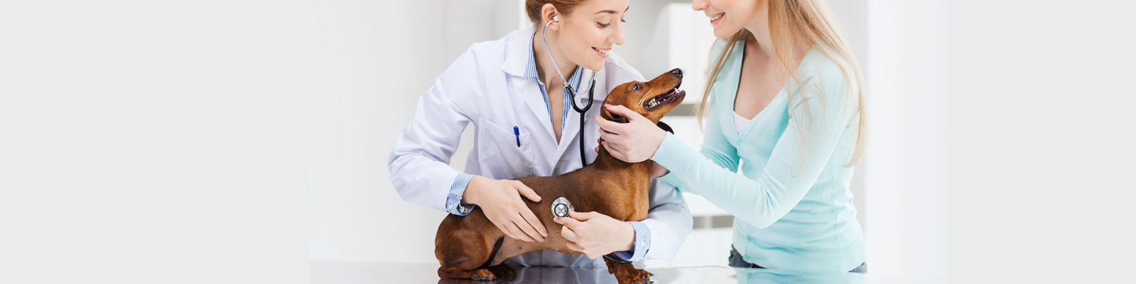 Día del Veterinario en Colombia