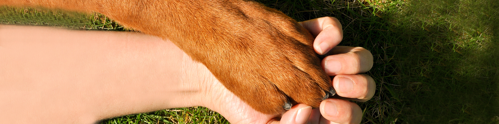 cuidar a tu perro del calor