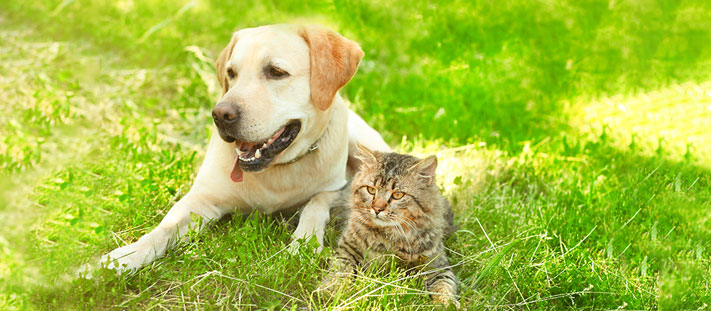 los gatos pueden atrapar tenias de los perros